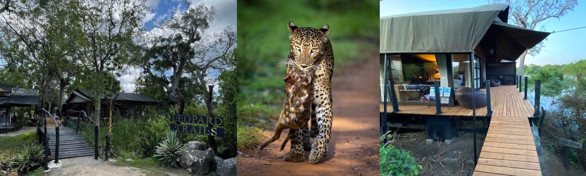 Leopard Trails Background image