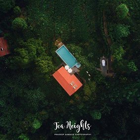 Tea Heights logo
