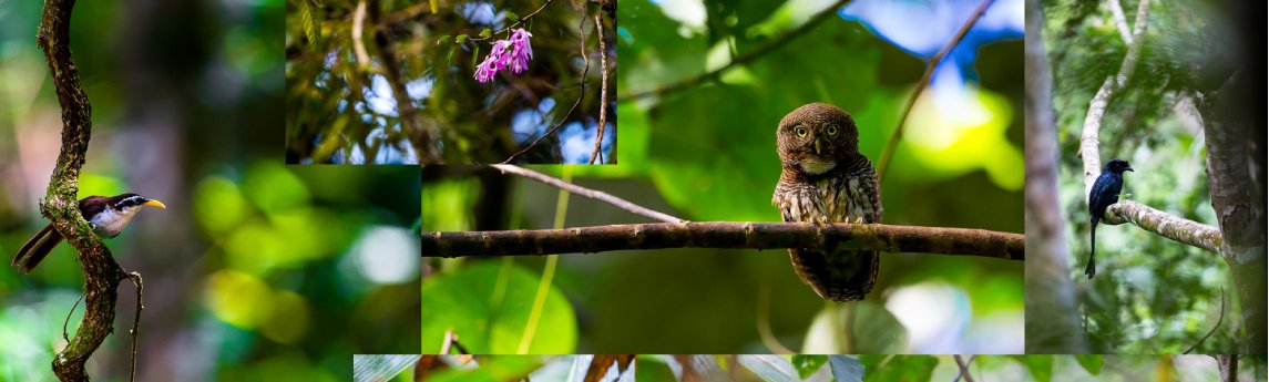 Rainforest Retreat Background image