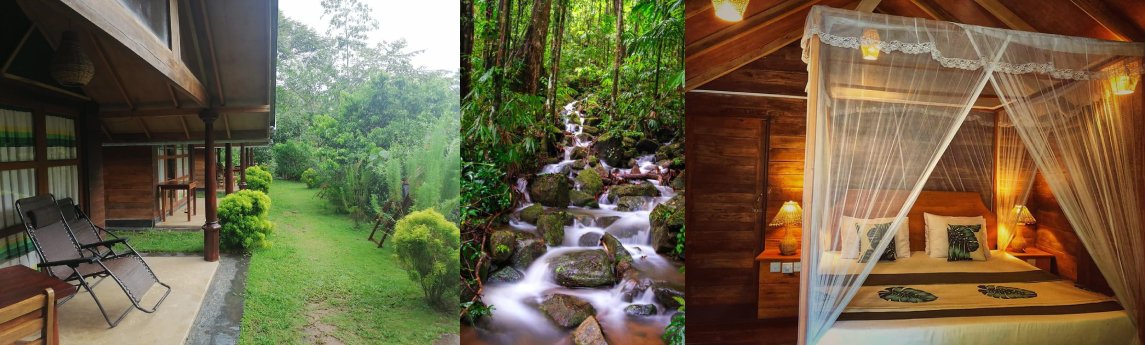 Sinharaja 360 Rainforest Background image
