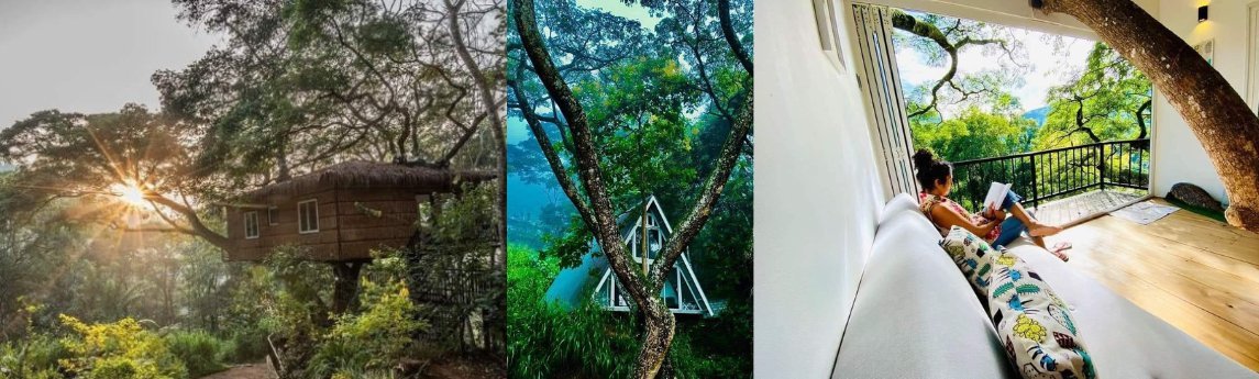 tree Nature Resort  Background image