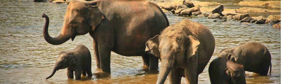 Hotel Elephant Park Background image